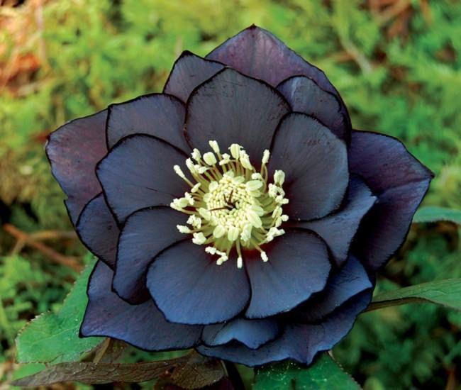 Secret Garden's Embrace: Lush Botanical Array